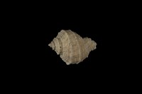 藏品(小皺岩螺)的圖片